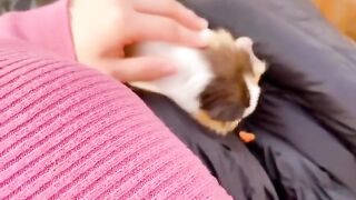 Kaho Shibuya Twitter (Video 34)