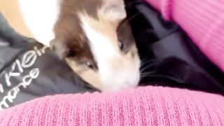 Kaho Shibuya Twitter (Video 34)