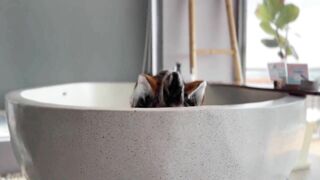 Sweetie Fox - Anal Sex with Facial Cum - Pet play and Domination