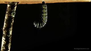 When Elise Met Reese