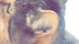 Vixen Vu (Video 65)