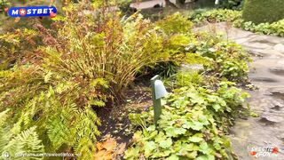 S.F OF - Fairy Tale Becomes Reality